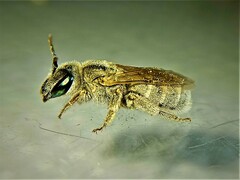Vestitohalictus