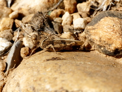 Oedipoda charpentieri