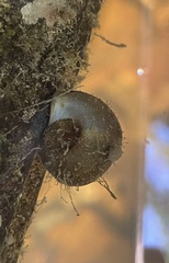 Cipangopaludina chinensis