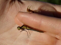 Sympetrum pedemontanum