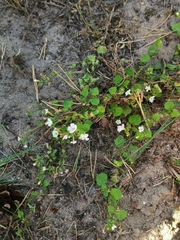Chaenostoma cordatum