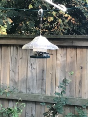 Pheucticus ludovicianus