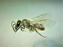 Dialictus
