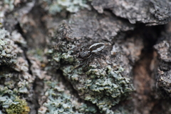 Pseudicius encarpatus