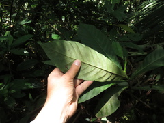 Elaeagia
