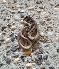 Coluber constrictor mormon