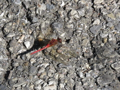 Sympetrum internum