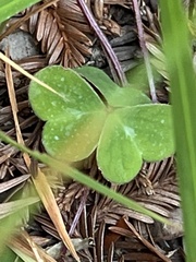 Oxalis oregana