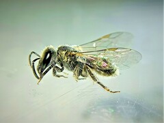 Dialictus