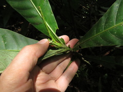Elaeagia
