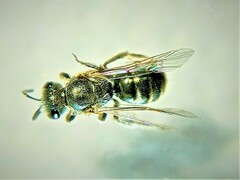 Dialictus