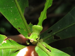 Elaeagia