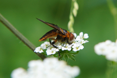 Phasia hemiptera