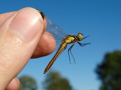 Sympetrum pedemontanum