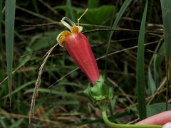 Campanulaceae