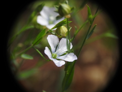 Linum bienne