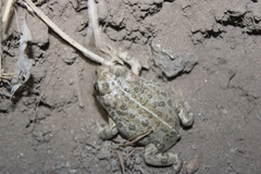 Anaxyrus boreas halophilus