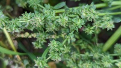 Atriplex patula