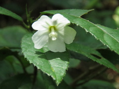 Pavonia pseudotyphalaea