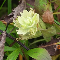 Castilleja unalaschcensis