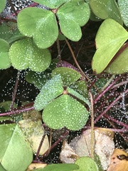 Oxalis oregana