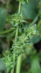 Atriplex patula