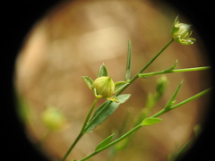 Linum bienne