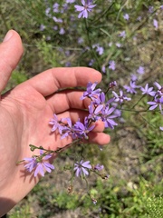 Symphyotrichum oolentangiense
