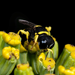 Crabroninae