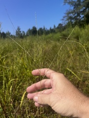 Digitaria villosa