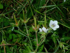 Geranium thunbergii