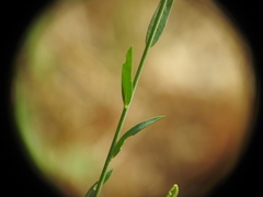 Linum bienne
