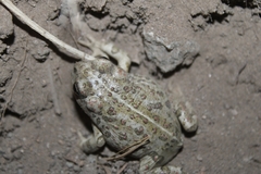 Anaxyrus boreas halophilus