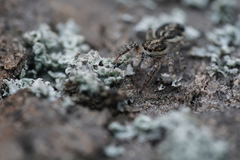 Pseudicius encarpatus