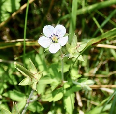 Geranium thunbergii