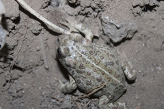 Anaxyrus boreas halophilus