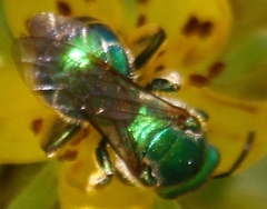 Augochloropsis metallica