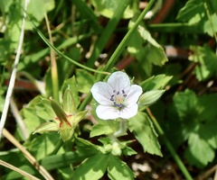 Geranium thunbergii