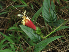 Campanulaceae