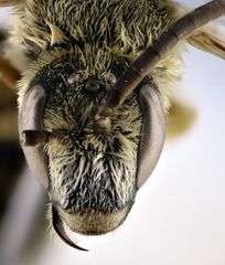 Halictus fulvipes