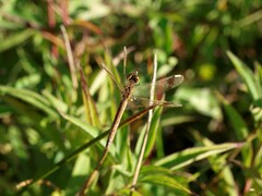 Sympetrum pedemontanum