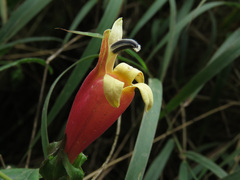 Campanulaceae