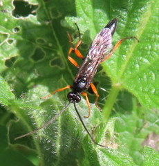 Pimpla rufipes