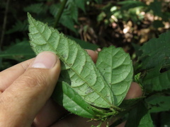 Pavonia pseudotyphalaea