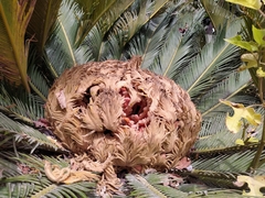 Cycas revoluta