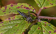 Coelichneumon