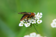 Phasia hemiptera
