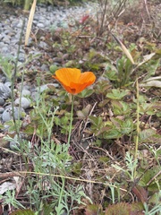 Eschscholzia