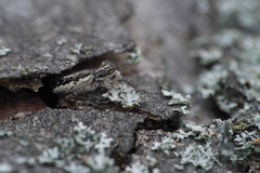 Pseudicius encarpatus