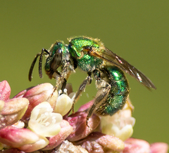 Augochloropsis metallica